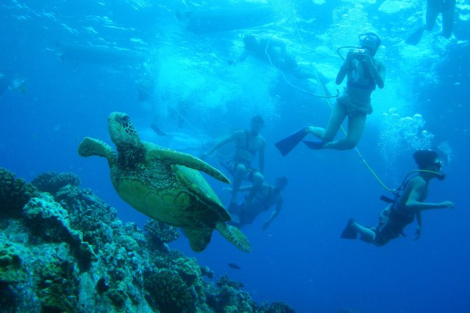 Maui Snorkeling Molokini Crater and Turtle Town - Tour Itinerary
