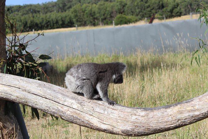 Melbourne Combo: Great Ocean Road Day Trip and Phillip Island Day Trip From Melbourne - Customer Reviews