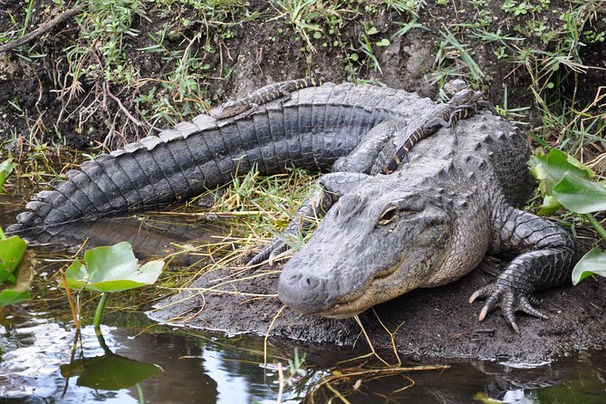 Miami Everglades: Airboat Tour, Wildlife Show, and Roundtrip Bus - Logistics and Accessibility