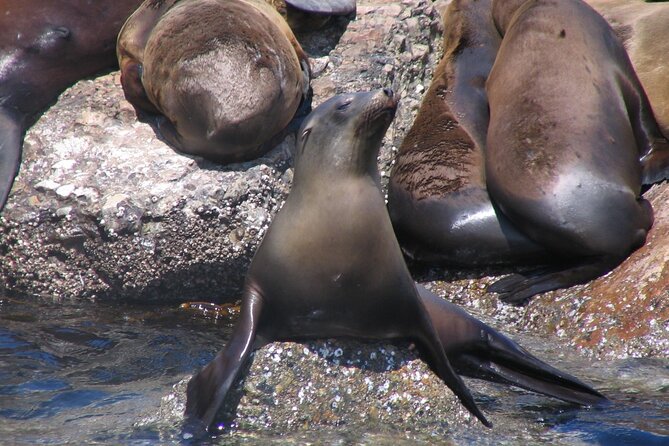 Monterey Whale Watching Tour - Common questions