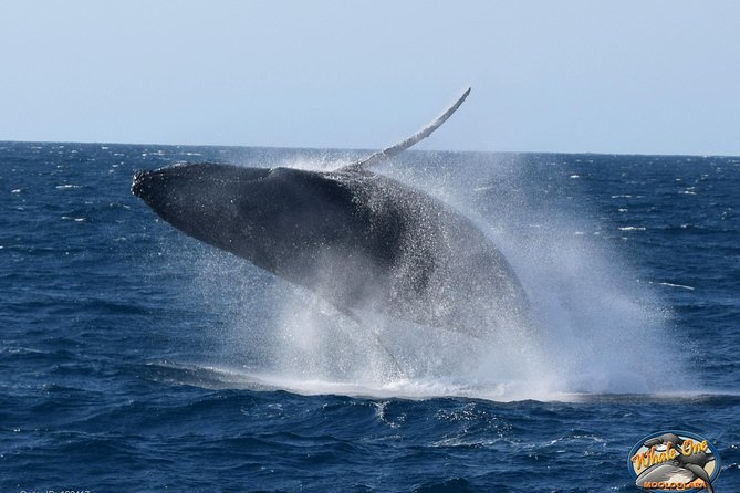 Mooloolaba Whale Watching Cruise - Cancellation Policy