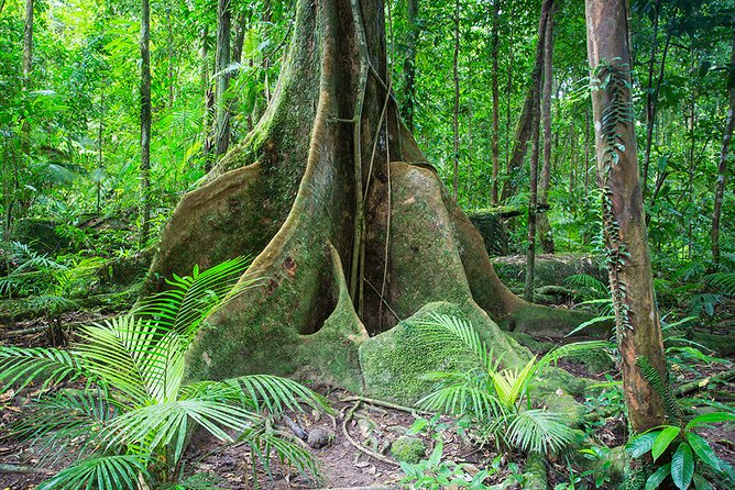 Mossman Gorge Adventure Day - Common questions