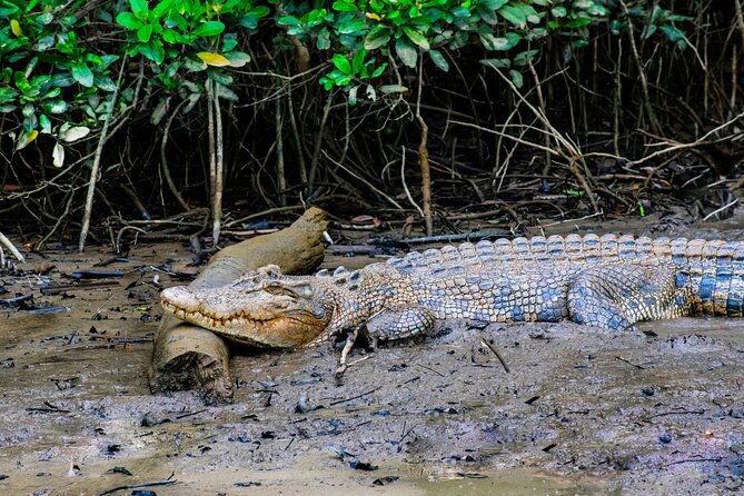 Mossman Gorge Daintree Rainforest Daintree River Crocodile Cruise - Common questions