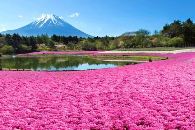 Mount Fuji and Hakone Private Tour With English Speaking Driver - Cancellation Policy