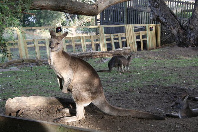 Mt. Wellington, Bonorong and Richmond Day Tour From Hobart - Cancellation Policy and Reviews