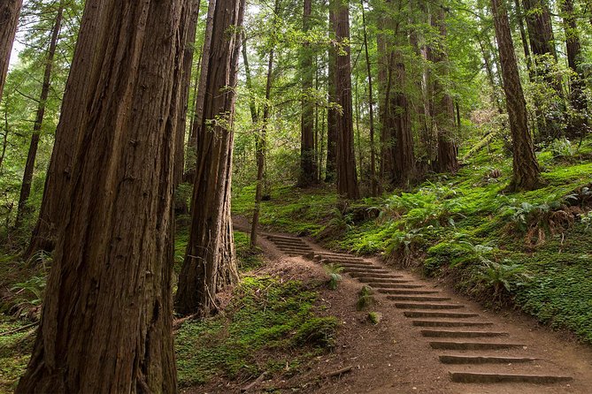 Muir Woods & Sausalito Half-Day Tour (Return by Bus or Ferry From Sausalito) - Reviews and Ratings
