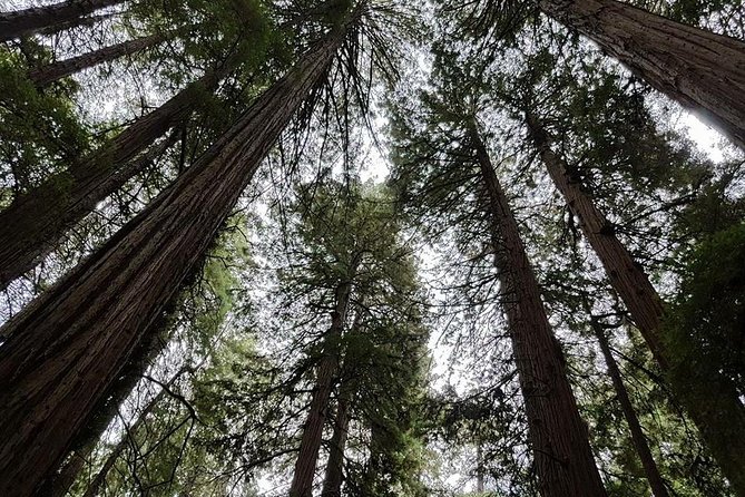 Muir Woods Tour of California Coastal Redwoods - Additional Information