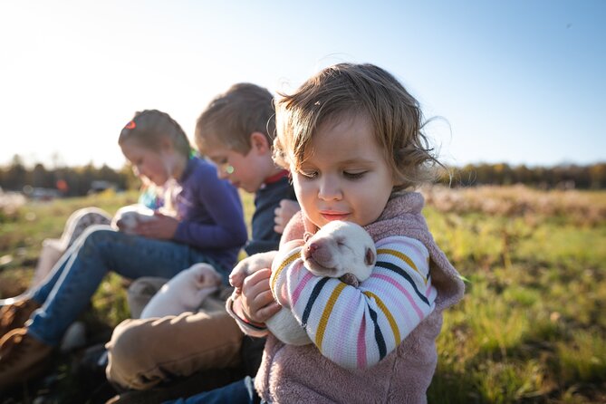 Mush Your Own Sled Dog Team (Summer/Fall Tour) - Visitor Enjoyment