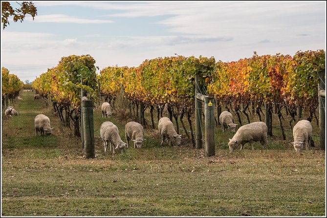 Napier Half-Day Wine Beer and Cider Tour - Common questions