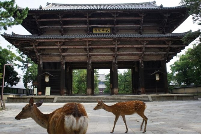 Nara Private Tour by Public Transportation From Kyoto - Sum Up