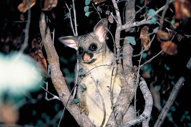 Natural Bridge Glow Worm Night Tour From Gold Coast - Common questions