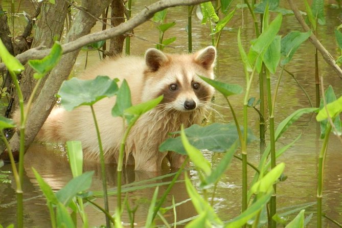 New Orleans Self-Transport Swamp and Bayou Boat Tour - Tour Itinerary