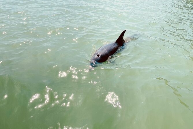 New Smyrna Dolphin and Manatee Adventure Tour - Common questions