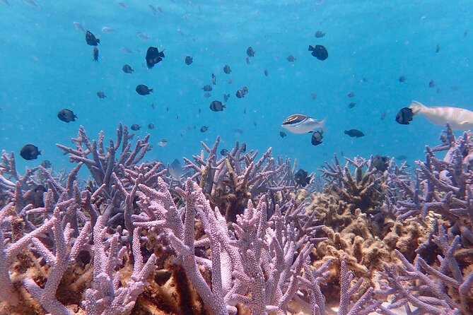 Ningaloo Reef Snorkel Adventure - Common questions