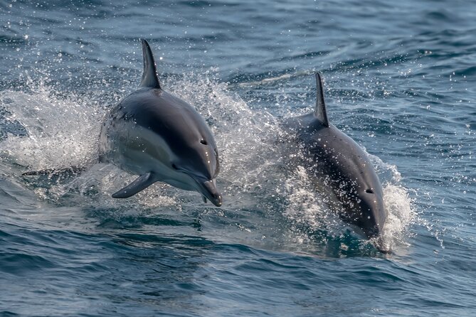 Noosa National Park & Wild Dolphin Safari - Booking Details