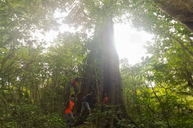 North Bali Twin Lakes Hiking & Canoeing Small-Group Day Tour  - Ubud - Tour Guide and Satisfaction Feedback