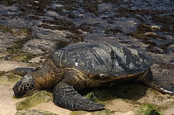 North Shore / Waimea, Falls Day & Swim With Turtles - Safety Measures and Protocols