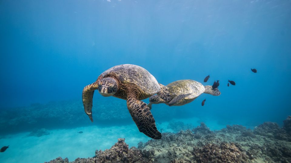 Oahu: Shallow Reef Scuba Dive for Certified Divers - Directions and Location