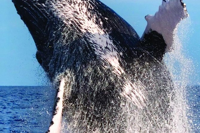 Oahu Whale-Watching Excursion - Customer Testimonials