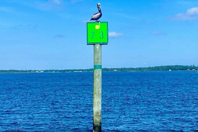 Orange Beach Dolphin Eco Boat Tour - Customer Feedback