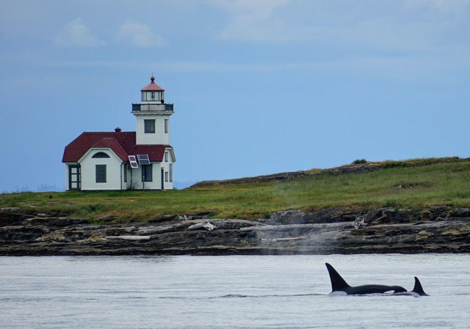 Orcas Island: Whale Watching Guided Boat Tour - Key Points