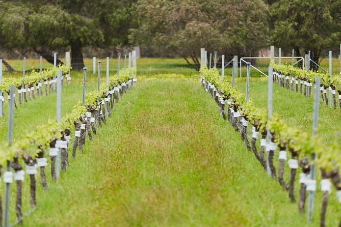 Organic Vineyard/Farm Tour - Wine Tasting and Pairing Sessions