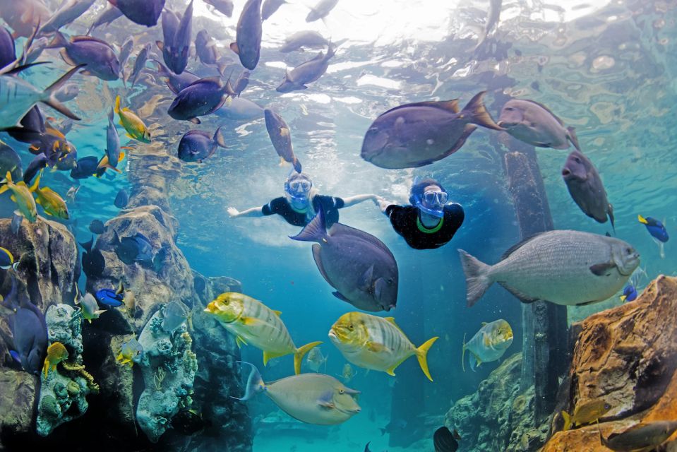 Orlando: Discovery Cove Admission Ticket & Additional Parks - Visitor Guidelines