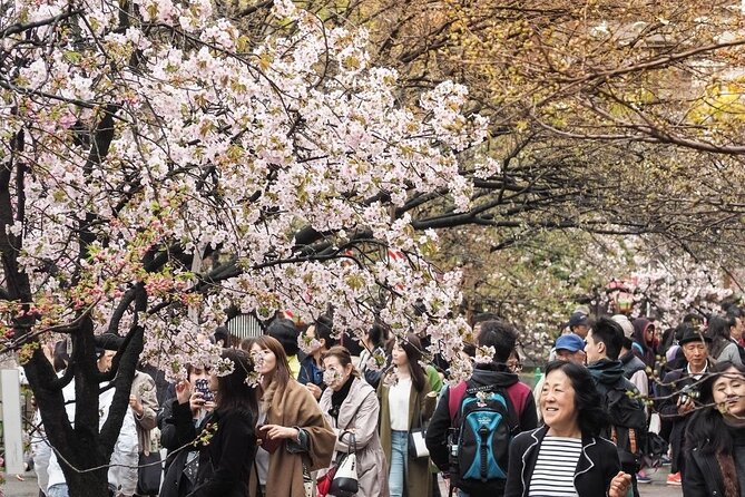 Osaka Cherry Blossom Tour With a Local: 100% Personalized Private - Booking, Cancellation, and Reviews