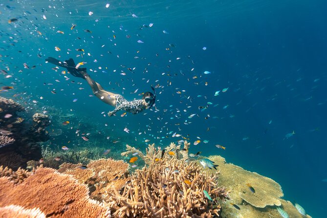 Outer Reef Snorkel Adventure in Airlie Beach - Getting There