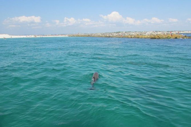 Panama City Beach Dolphin Sightseeing Sail - Sightseeing Sail Highlights