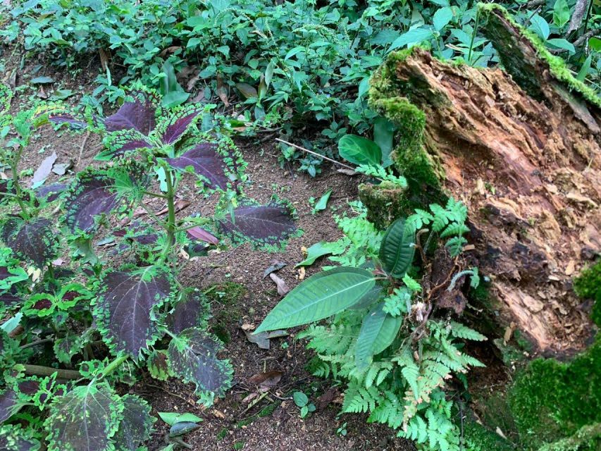 Paraty: Gold Trail Rainforest Hiking Tour - Tour Details