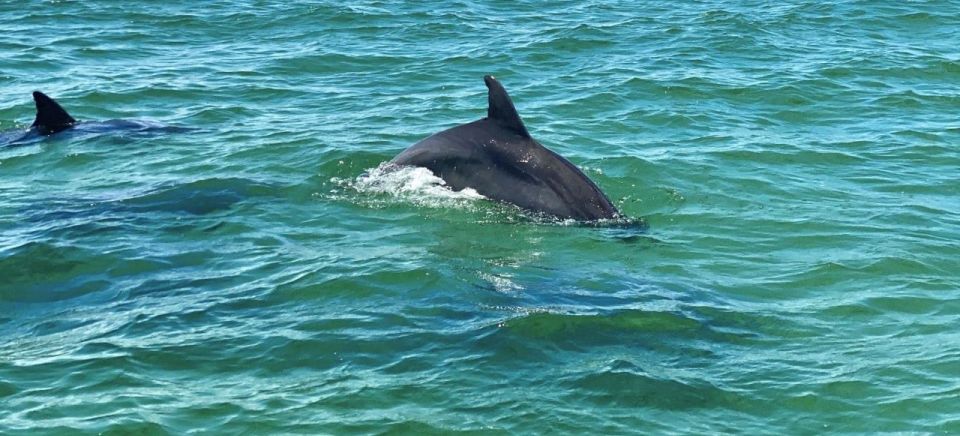 Pensacola Beach Sunset Dolphin Tour Private up to 6 Ppl - Sum Up