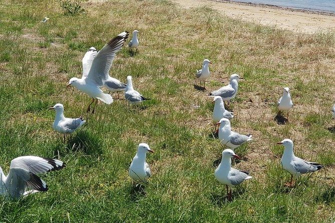 Phillip Island Penguin and Wildlife Tour - Traveler Photos