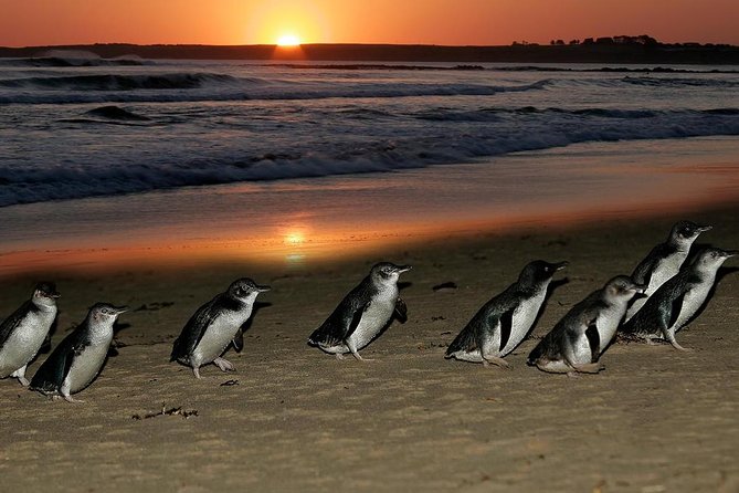 Phillip Island Penguin Parade Day Trip With Koala Conservation Reserve Visit - Attraction Highlights