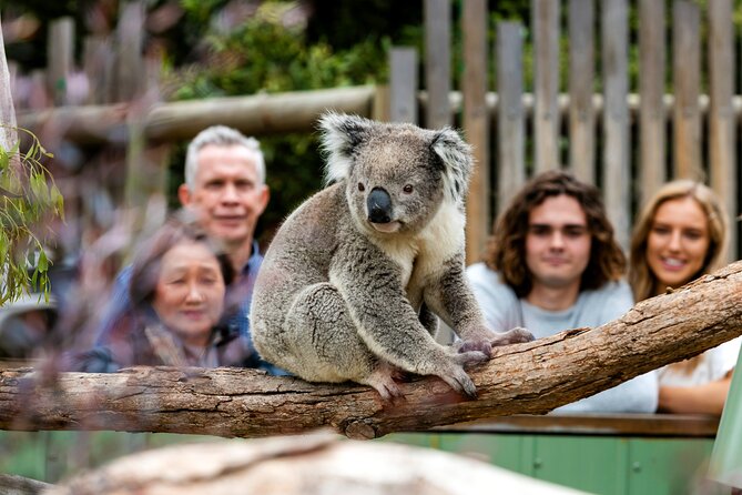 Phillip Island Penguins and Wildlife Day Tour From Melbourne  - Mornington Peninsula - Wildlife Interaction