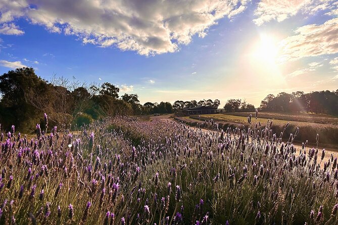 Pinnacles Lobster Lavender Small Group Day Tour From Perth - Legal and Copyright Notice