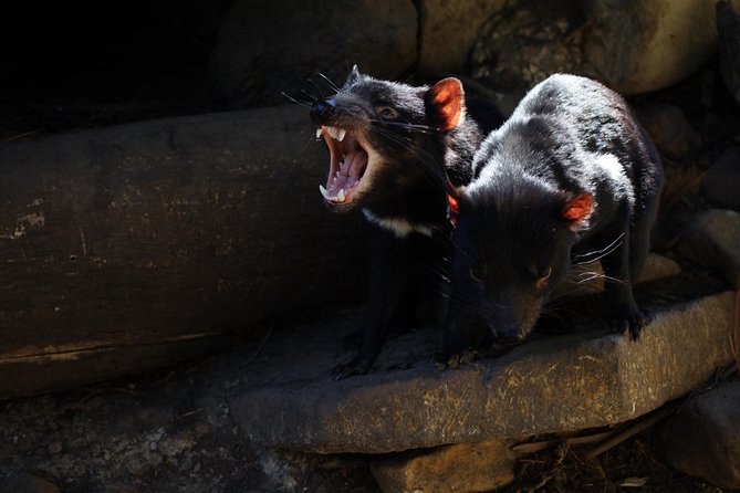 Port Arthur and Tassie Devils Active Day Tour From Hobart - Helpful Directions for the Tour