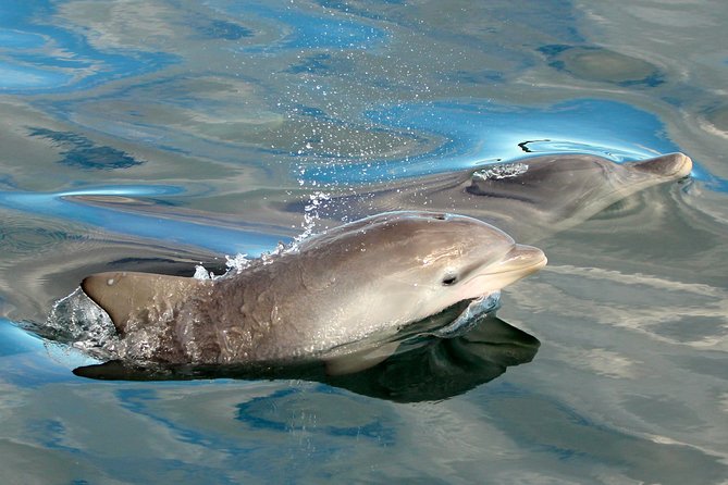 Port Stephens 3 Hour Whale and Dolphin Watch Cruise - Sum Up