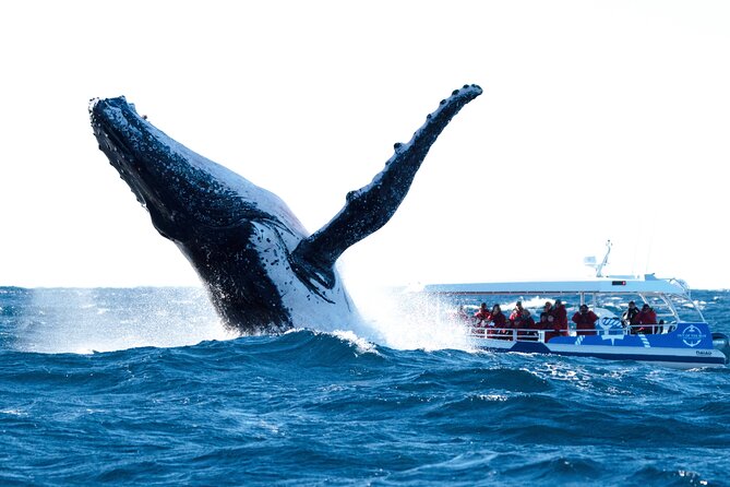 Premier Whale Watching Byron Bay - Directions and Contact Information