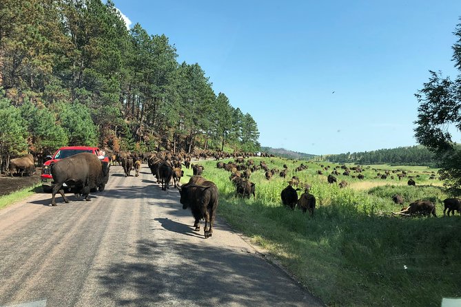 Premiere Private Black Hills Tour: Mt Rushmore, Crazy Horse & Custer State Park - Host Responses