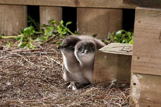 Premium Phillip Island Penguin Parade Tour With Koala Conservation Reserve - Common questions