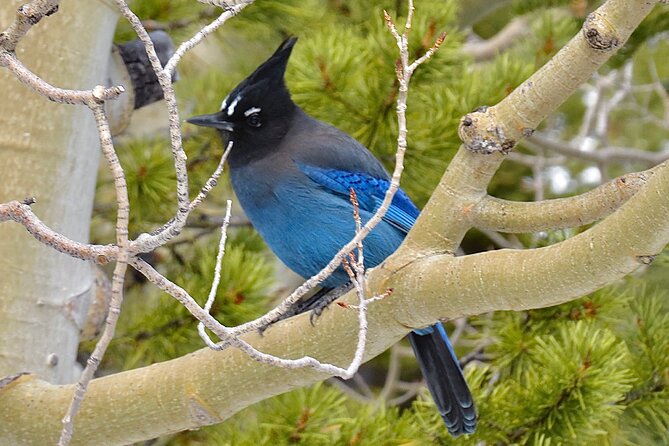 Private Birding Hike in Rocky Mountain National Park - Traveler Photos Access