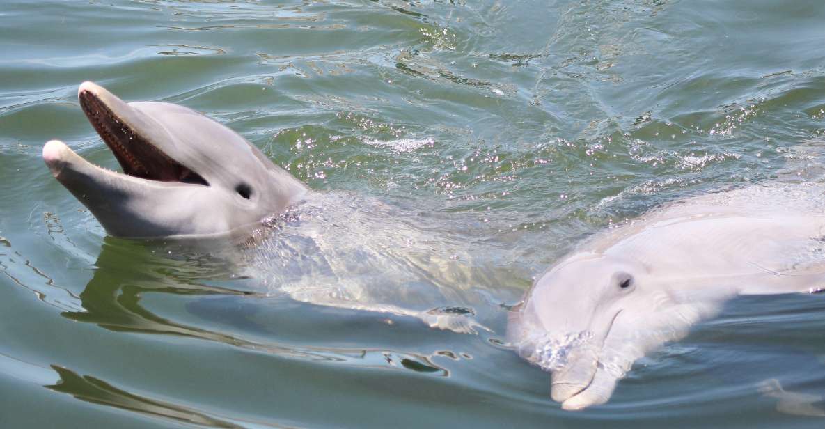 Private Dolphin Tours in the Amazing Savannah Marsh - Sum Up