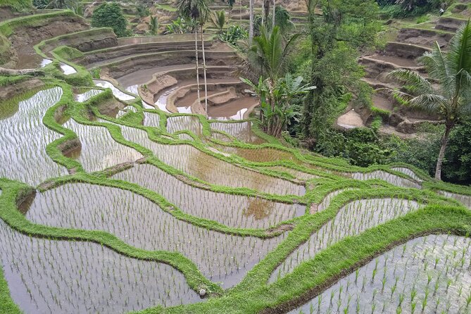 Private Half Day Heritage and Cultural Ubud Tour - All Inclusive - Customer Reviews