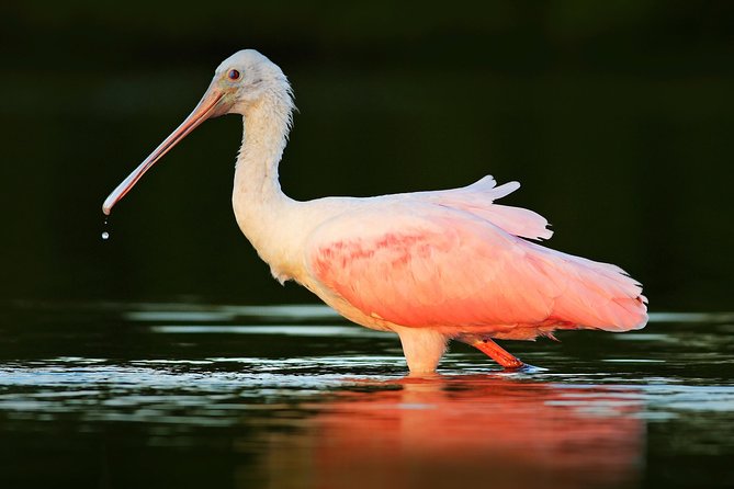 Private Historical Wildlife and Dolphin Cruise South Padre Island - Directions