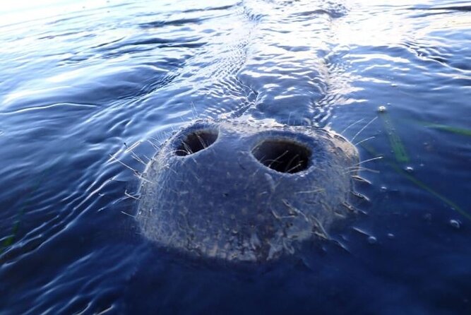 Private Manatee Tour for up to 10 - Directions and Location Information