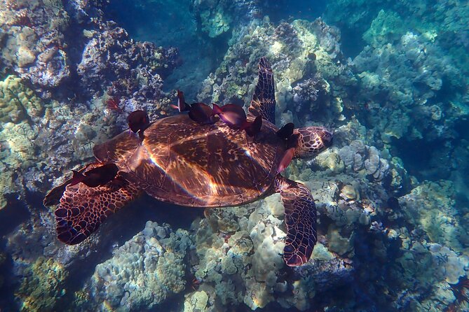 Private South Maui Turtle Town Snorkeling and Kayaking Tour - Customer Experience