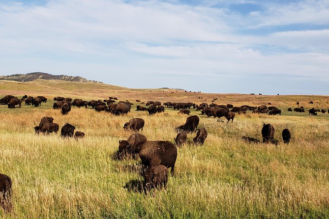 Private Tour of Mount Rushmore, Crazy Horse and Custer State Park - Hassle-free Pickup and Expert Commentary