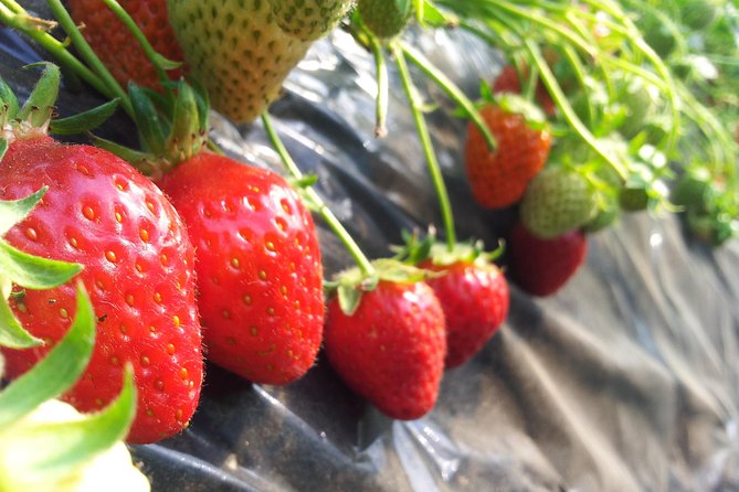 [Private Tour] Organic Strawberry Farm & Nami Island & Petite France - Common questions