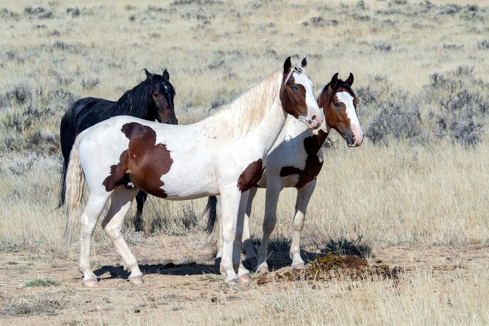 Private Tour to Antelope Canyon X and Horseshoes Bend - Additional Information